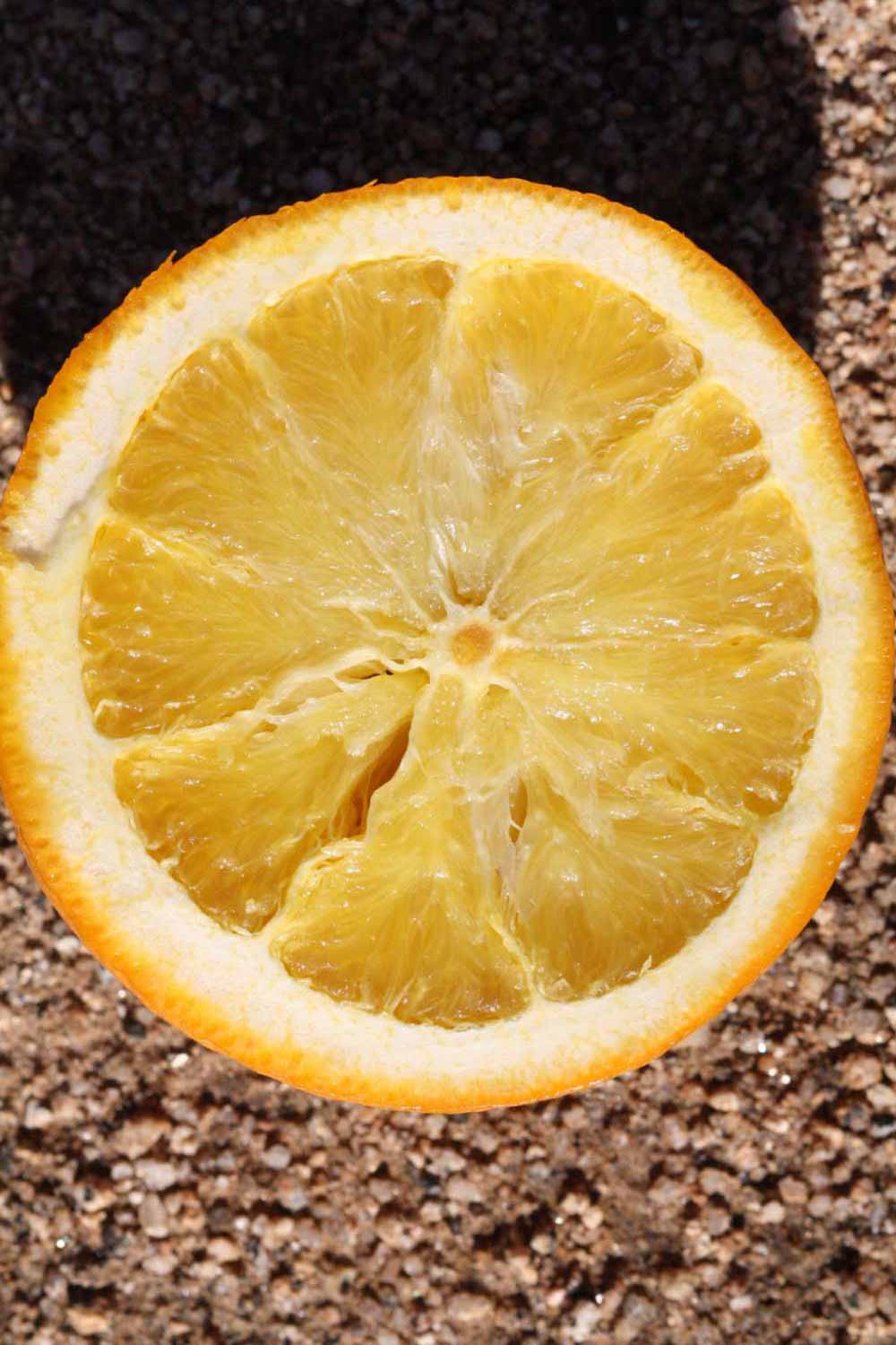              Fruit cross-section (Riverside, CA)       